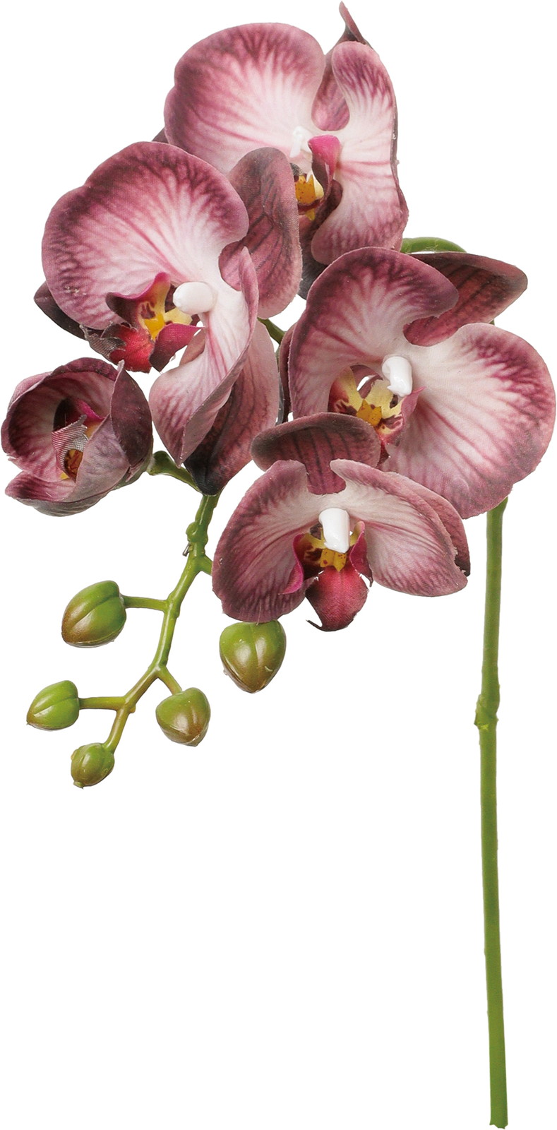 �ذ������