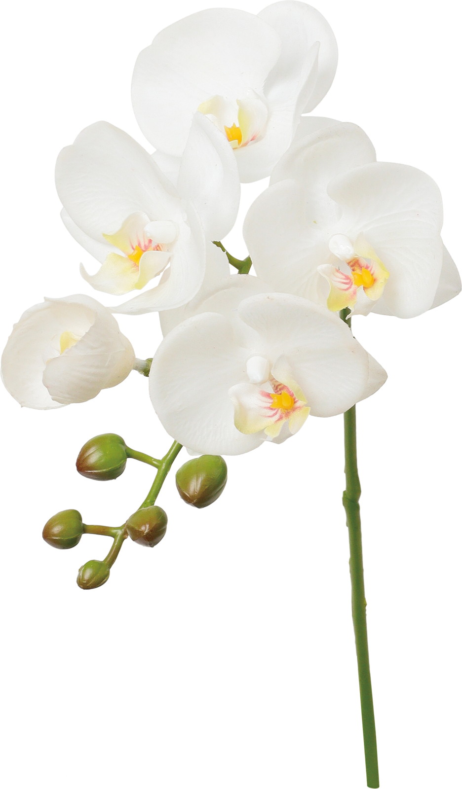 ケリーコチョウラン