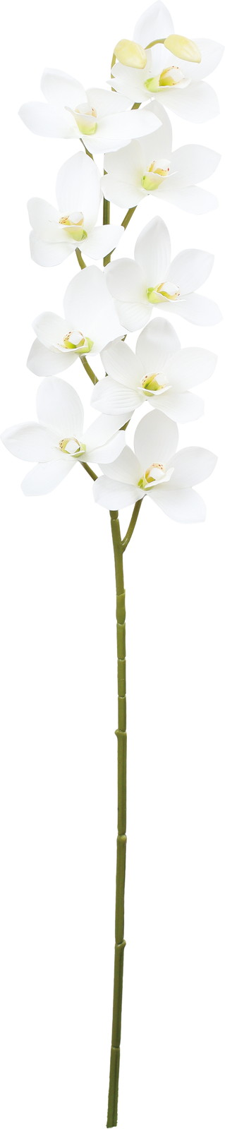 元上代¥780 プレシャスシンビジューム