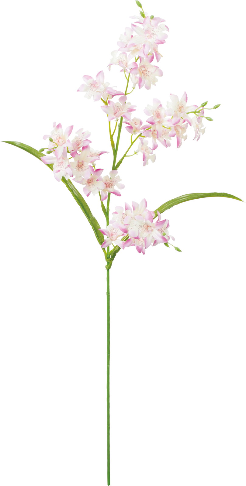 �Ƽ��޼ޭ�ѽ��ڰ