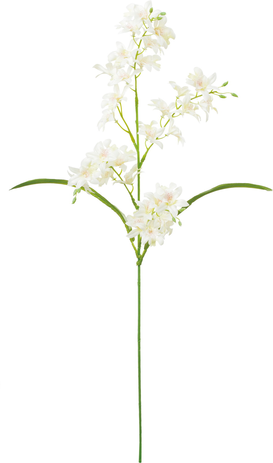 �Ƽ��޼ޭ�ѽ��ڰ