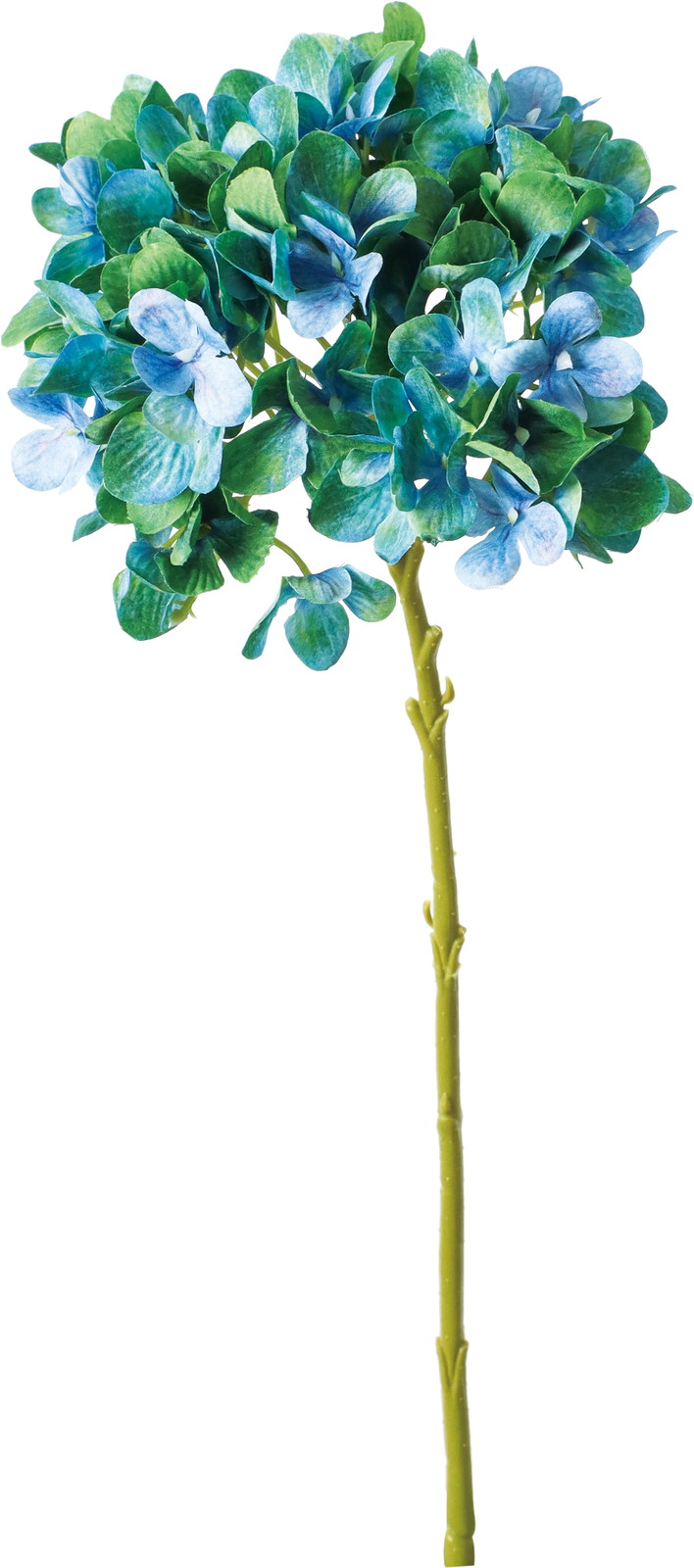 マジカルハイドレンジア