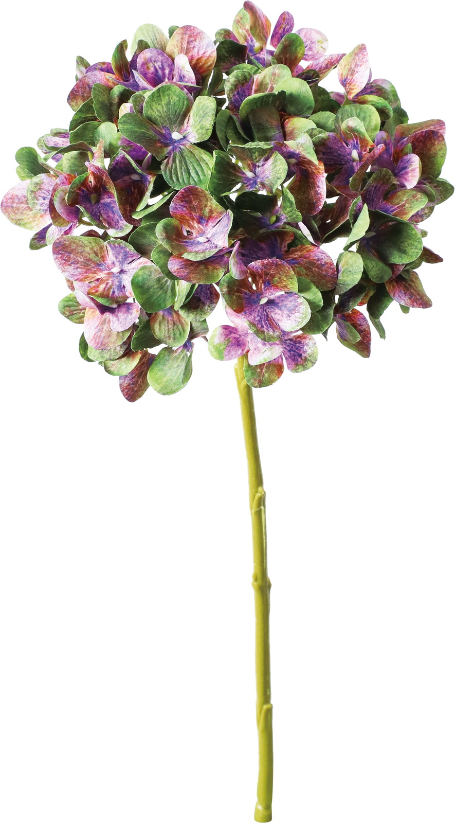 マジカルハイドレンジア