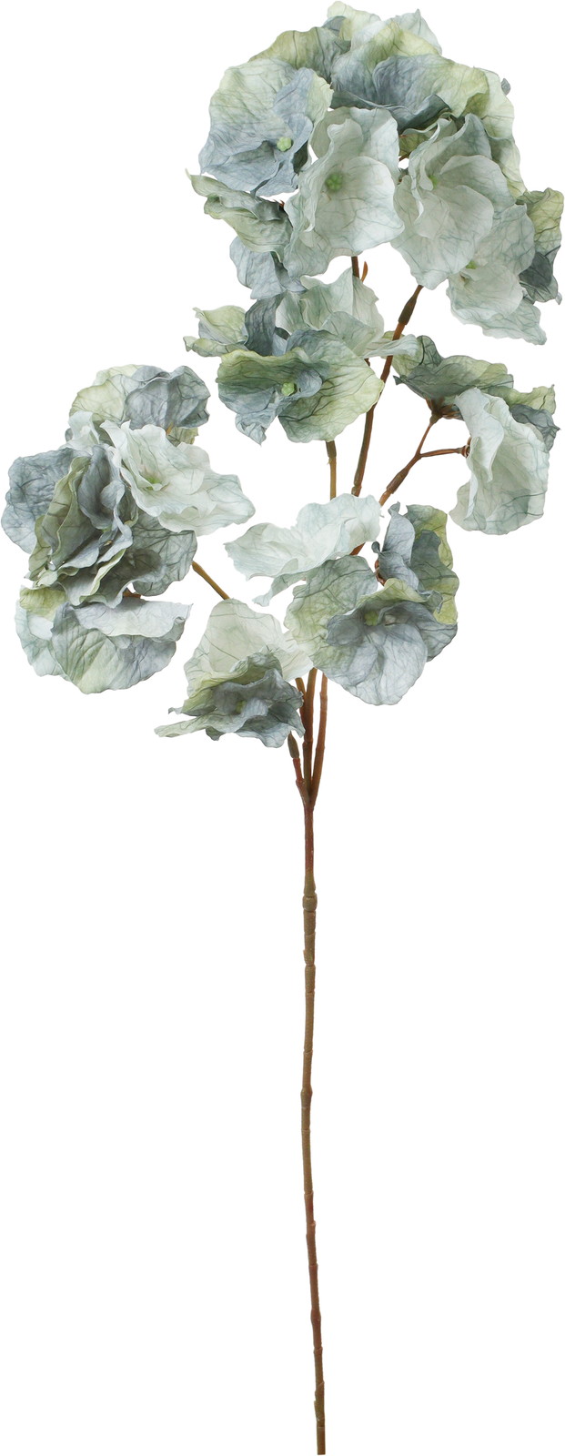 フルブルームハイドレンジア