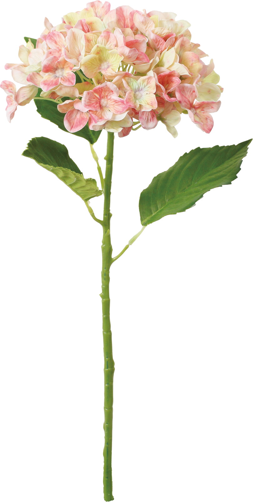 �߽��Я��ʲ���ݼޱ