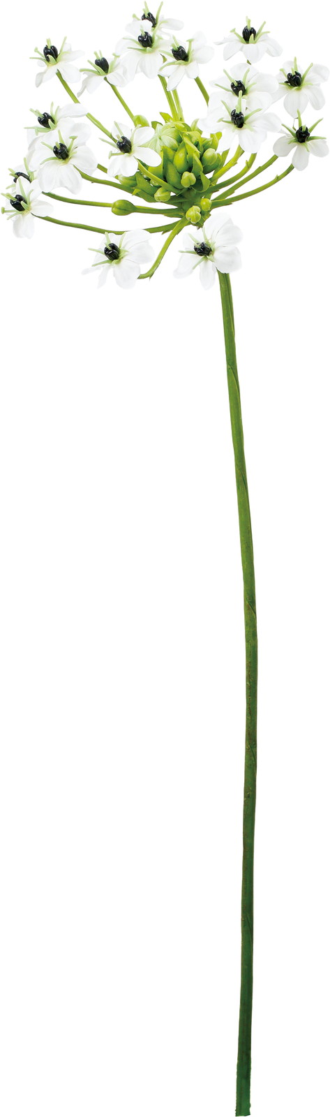 ��ƿ����