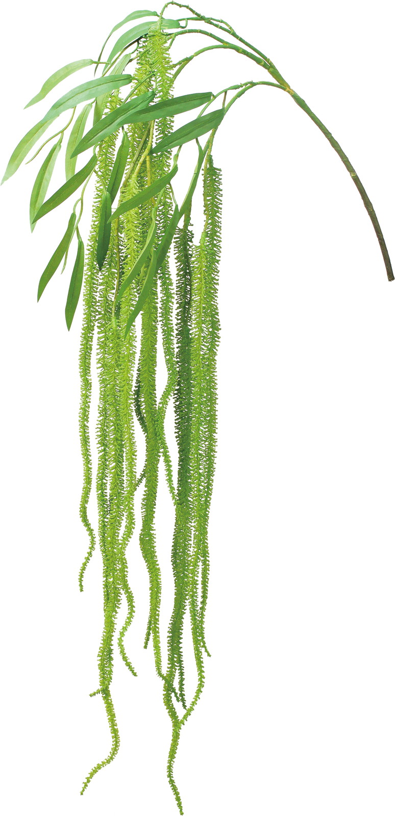 アマランサスハンガー