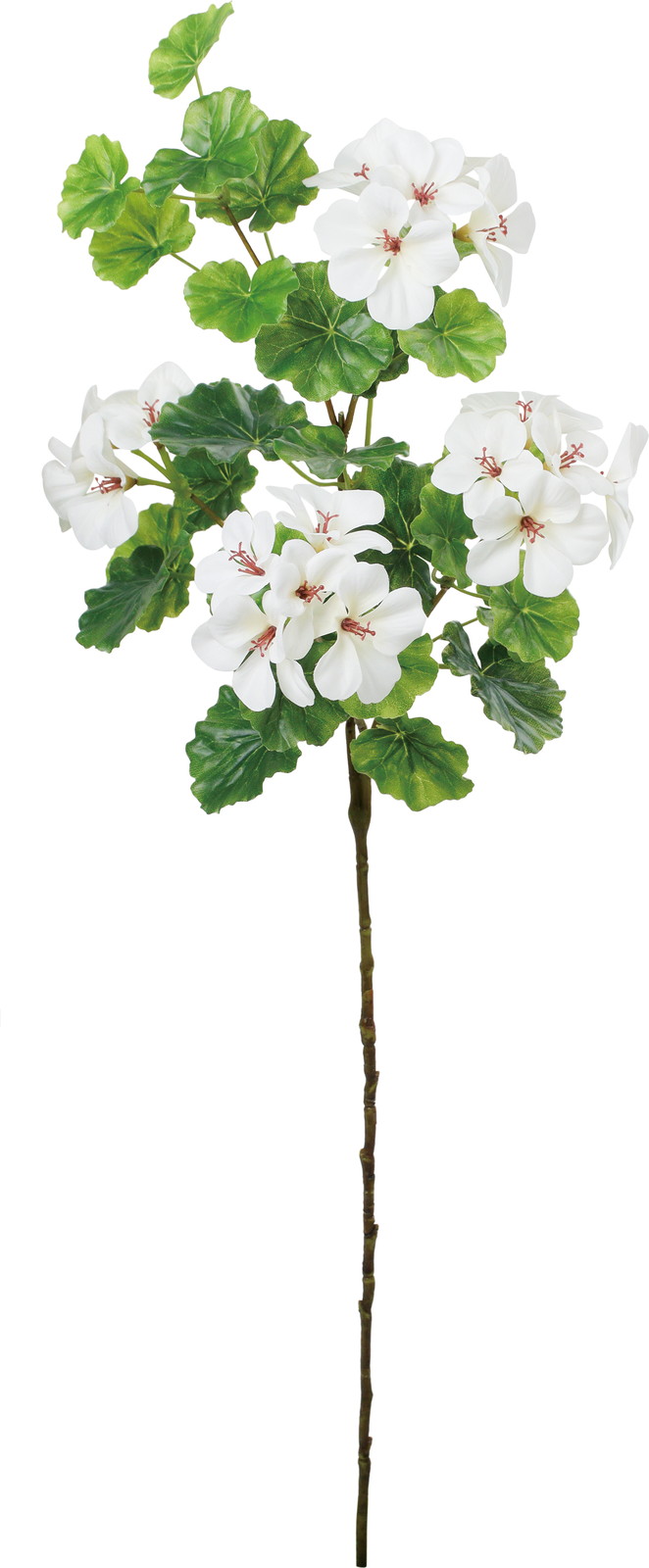 ��ݸ޾��Ƴ������