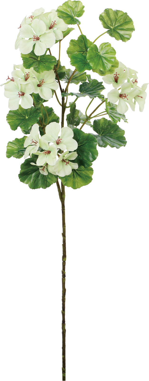 スイングゼラニウムブランチ