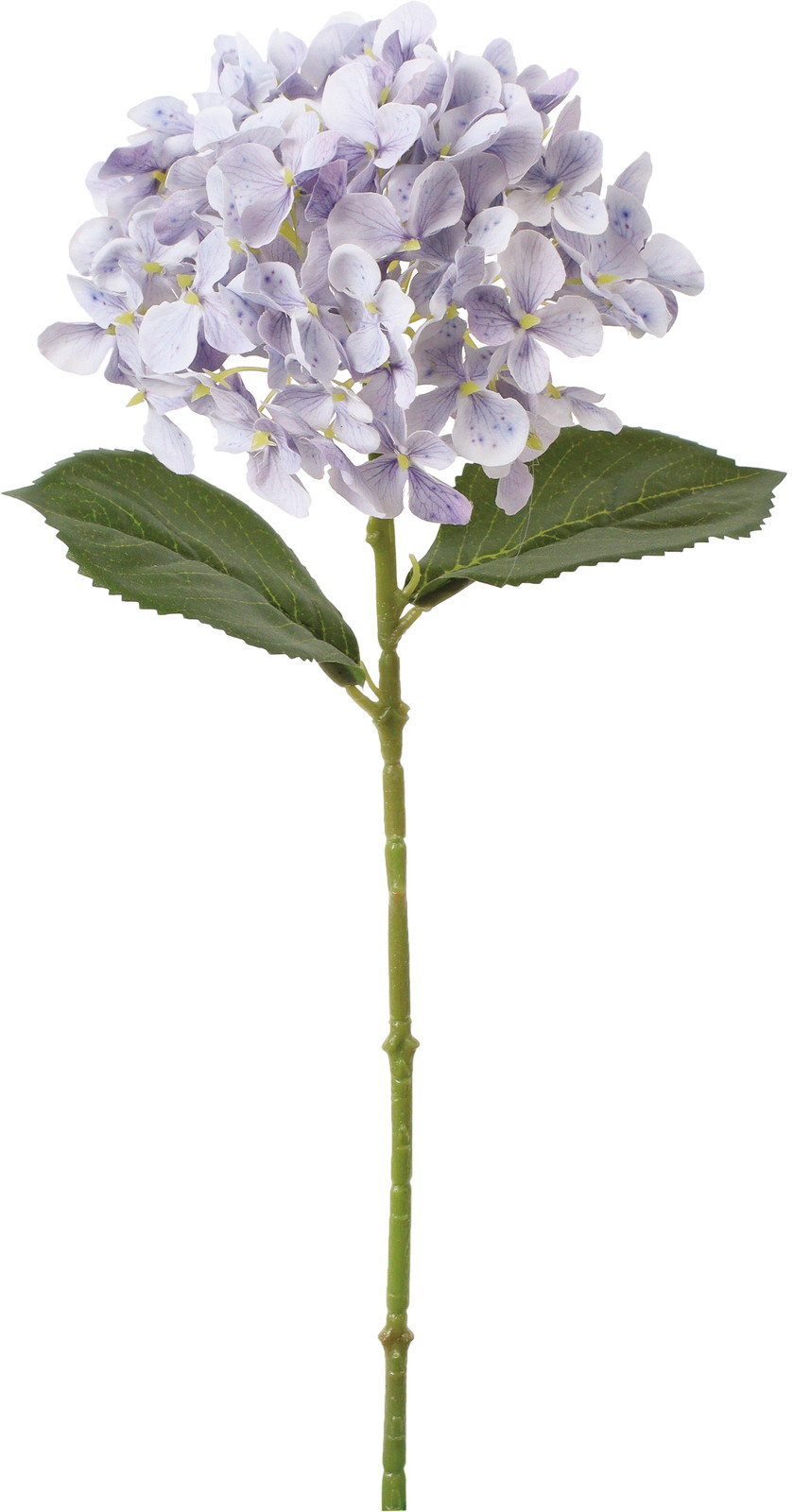 �گ��ʲ���ݼޱ