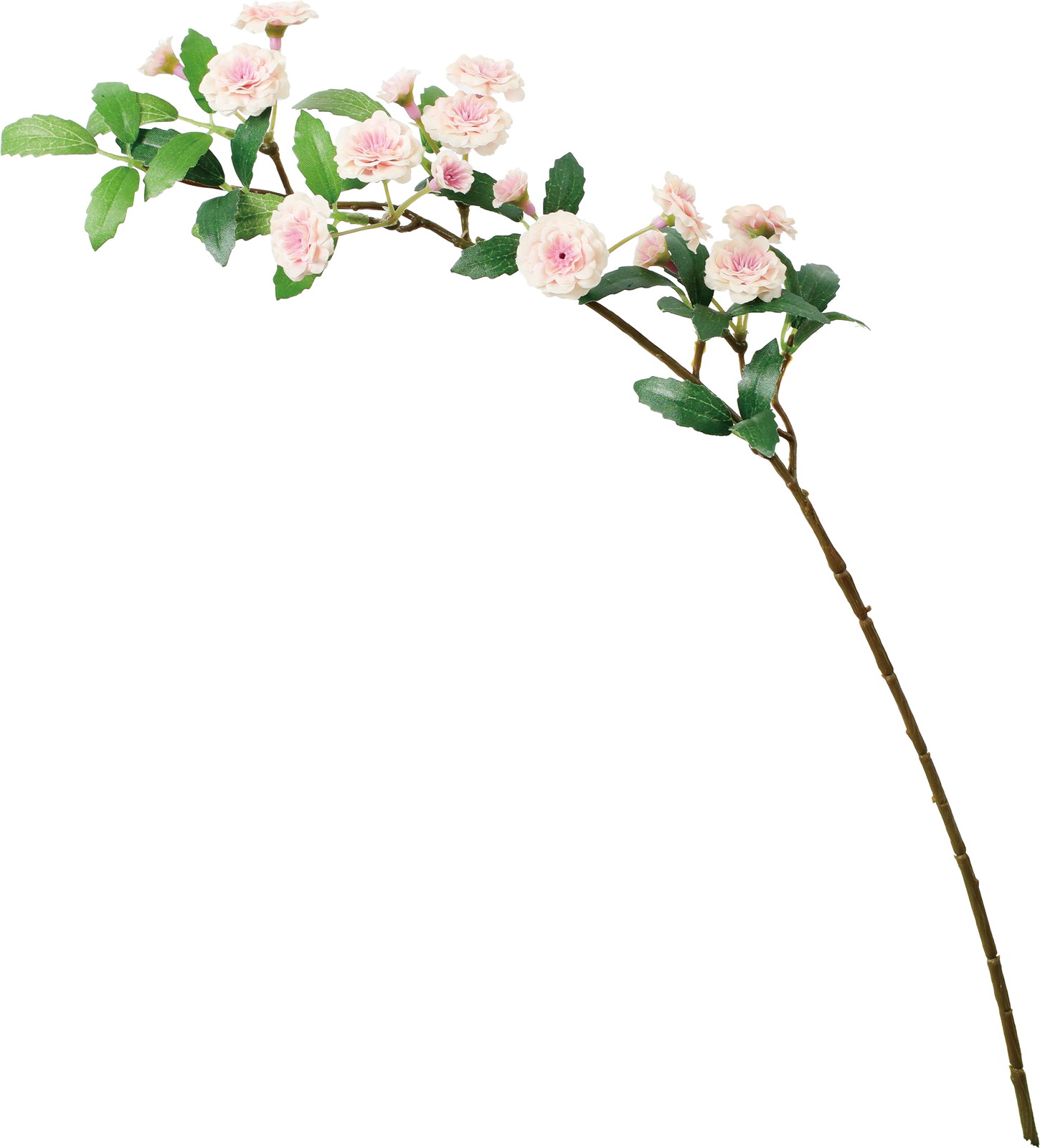 ӯ����׽��ڰ