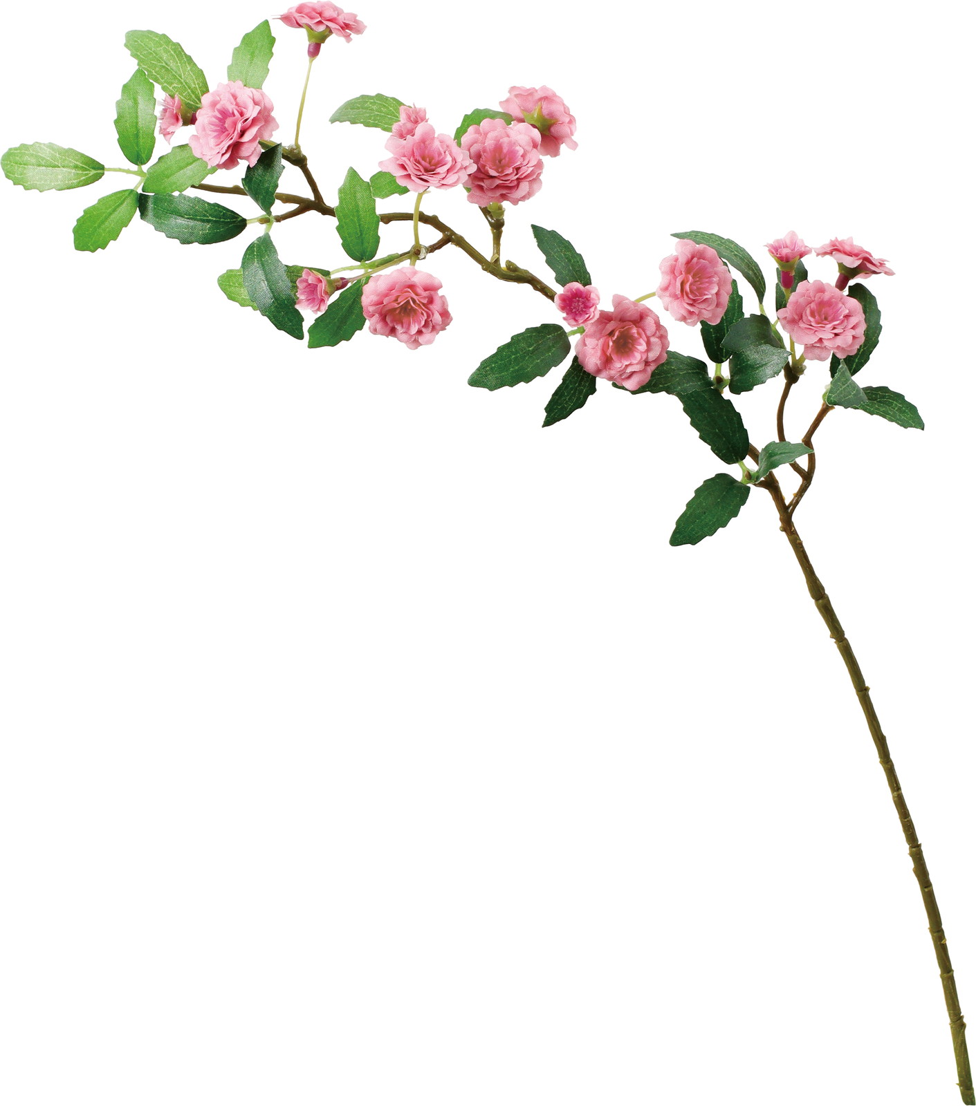 ӯ����׽��ڰ