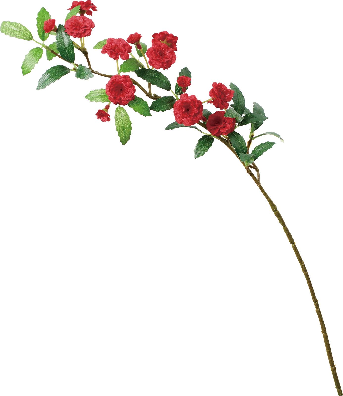 ӯ����׽��ڰ