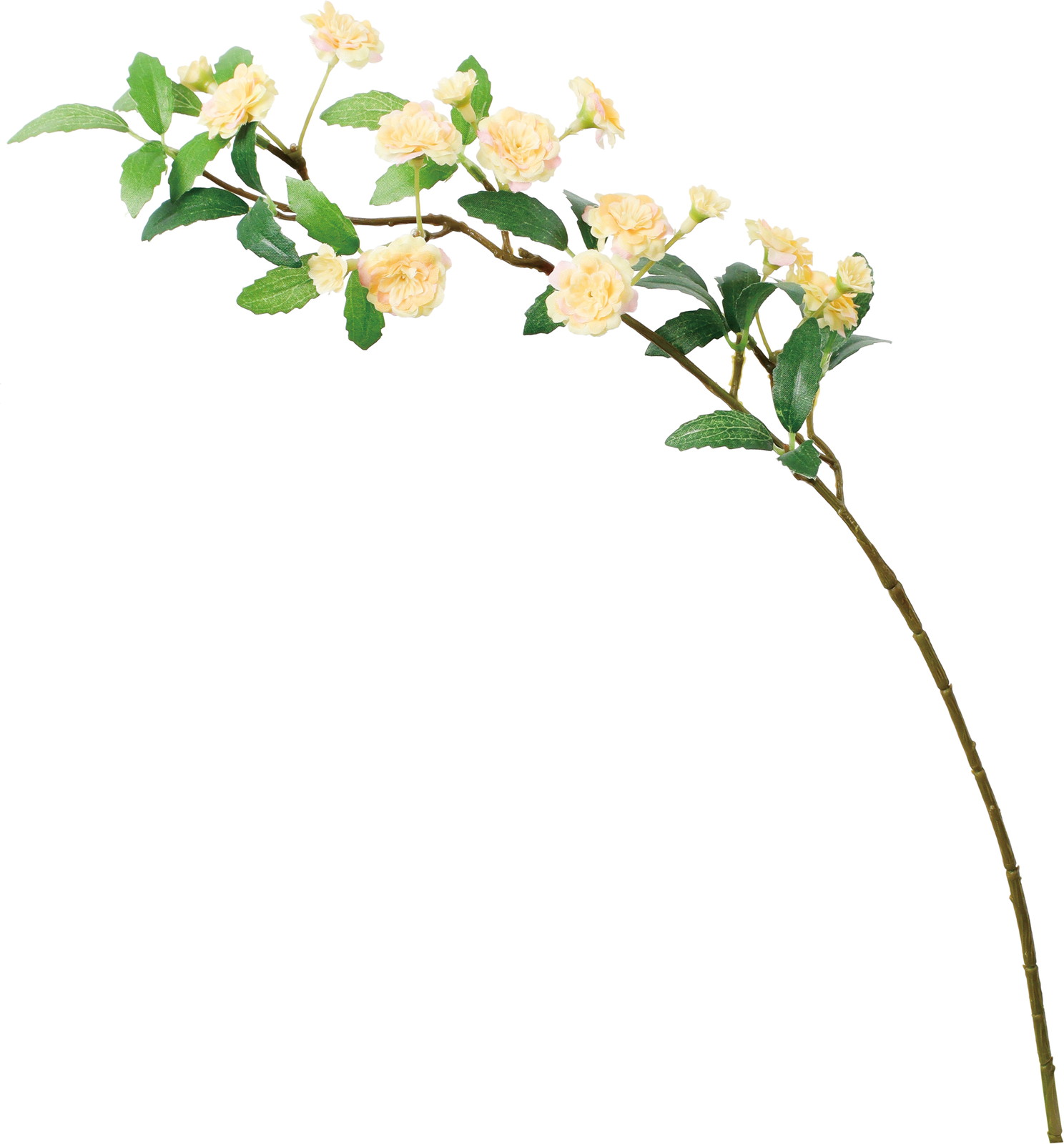 ӯ����׽��ڰ