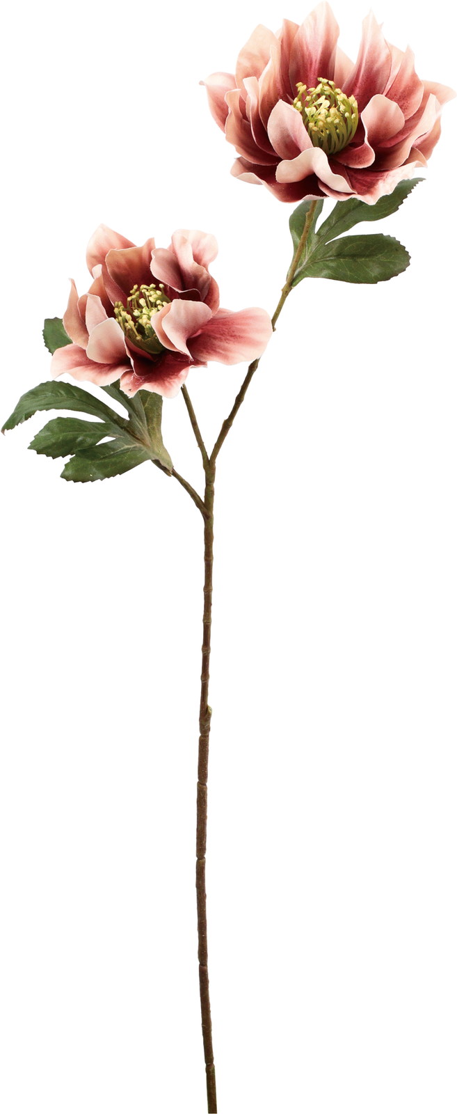 �ުٰ׸ؽϽ۰�޽��ڰ