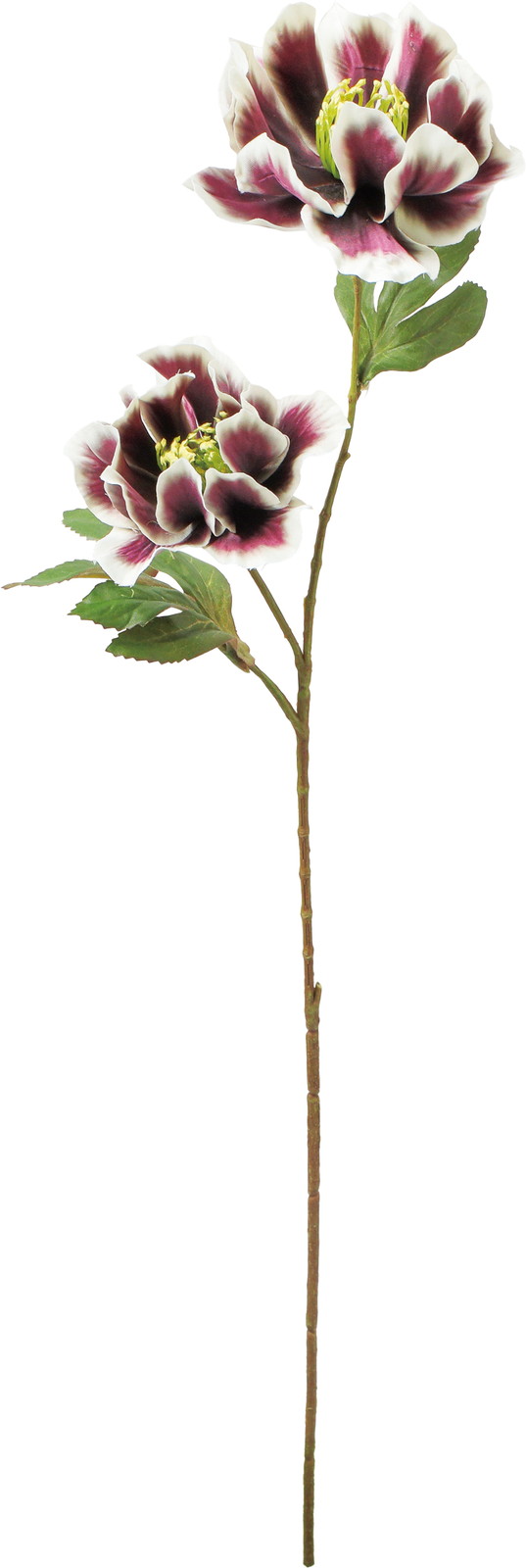 �ުٰ׸ؽϽ۰�޽��ڰ