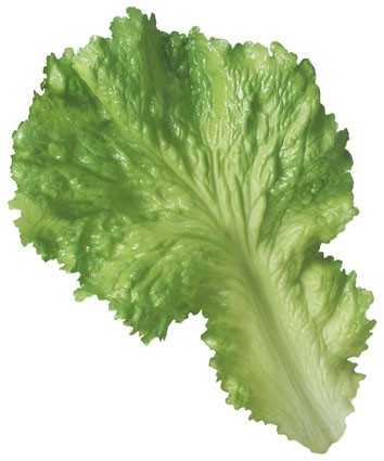 【個人宅配送不可】レタスリーフ(3枚/パック)