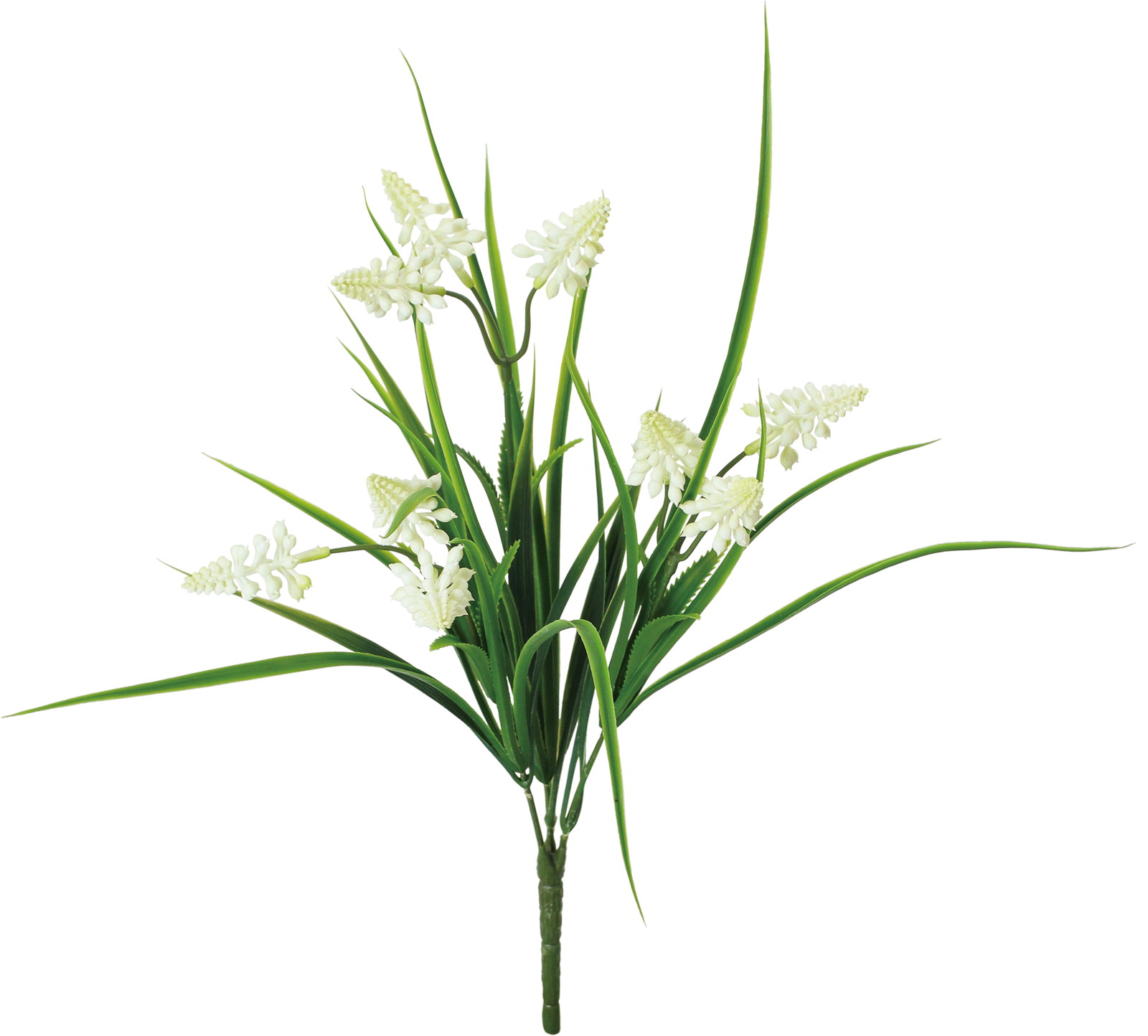 ムスカリブッシュ