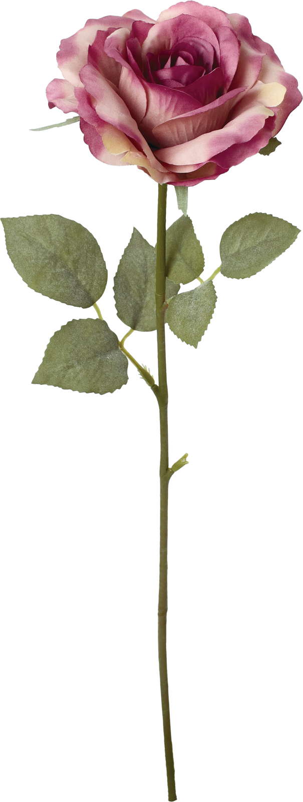 クレールシングルローズ