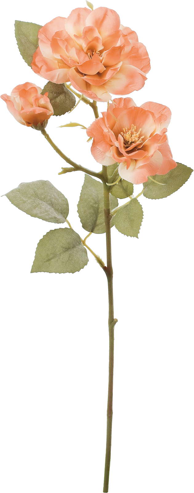 クレールガーデンローズ