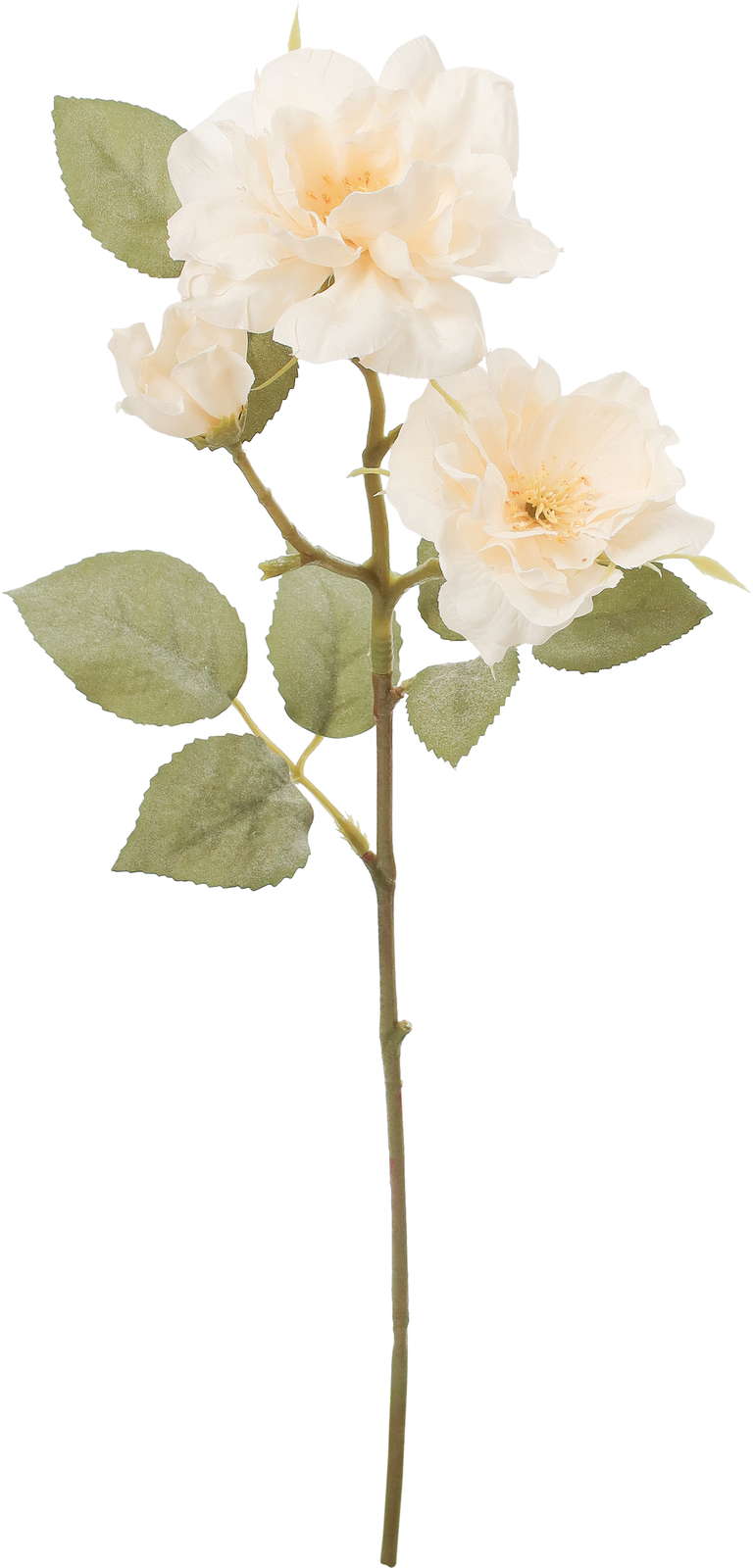 クレールガーデンローズ