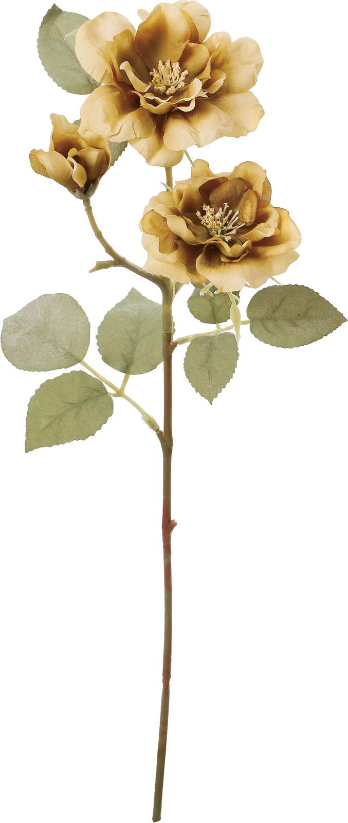 クレールガーデンローズ