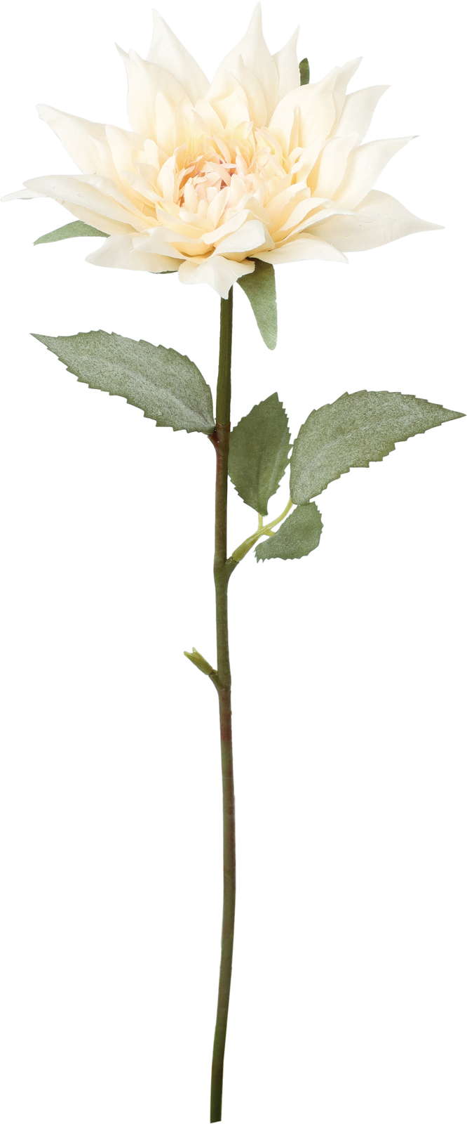 クレールシングルダリア