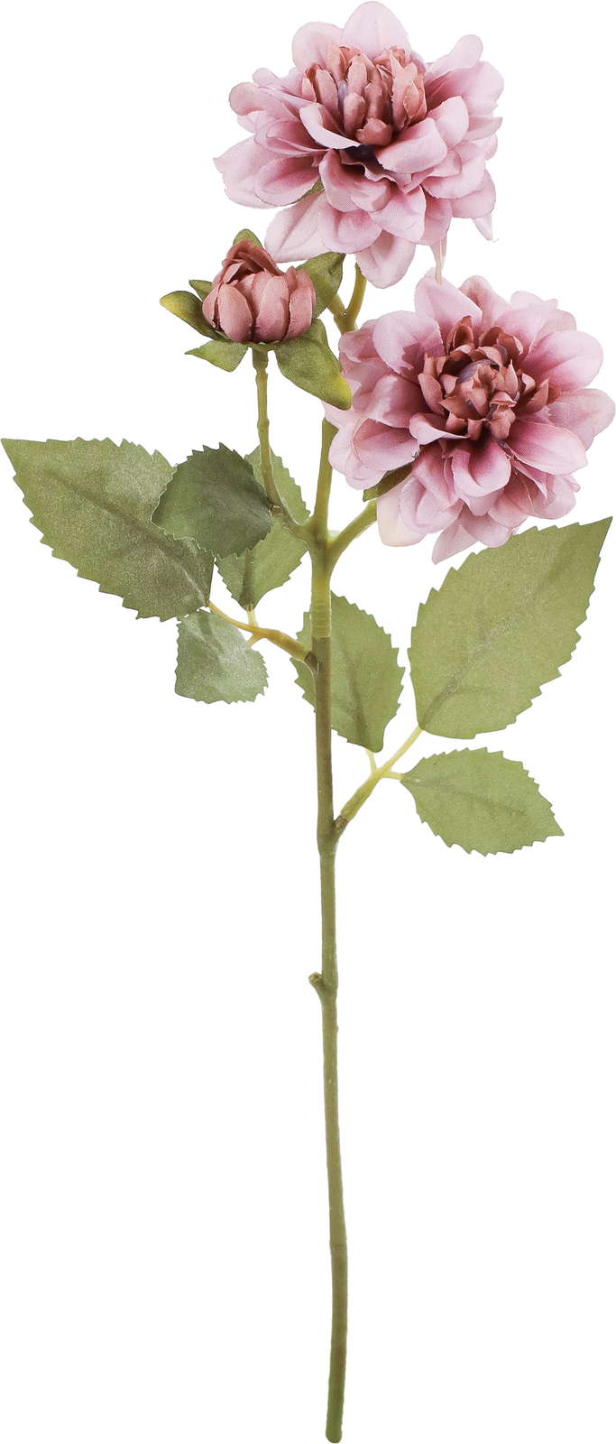 クレールダリアスプレー