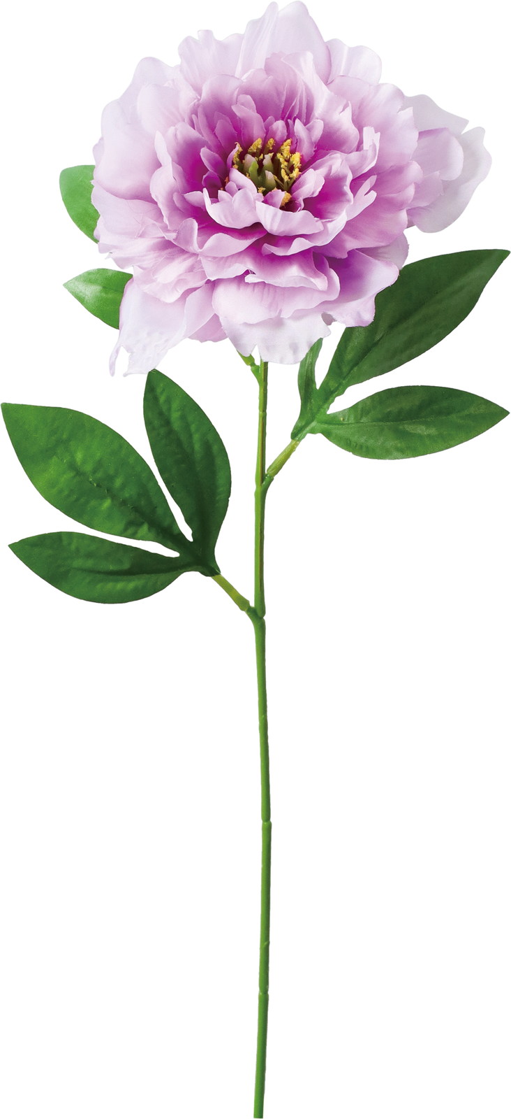 ��̫���ߵư