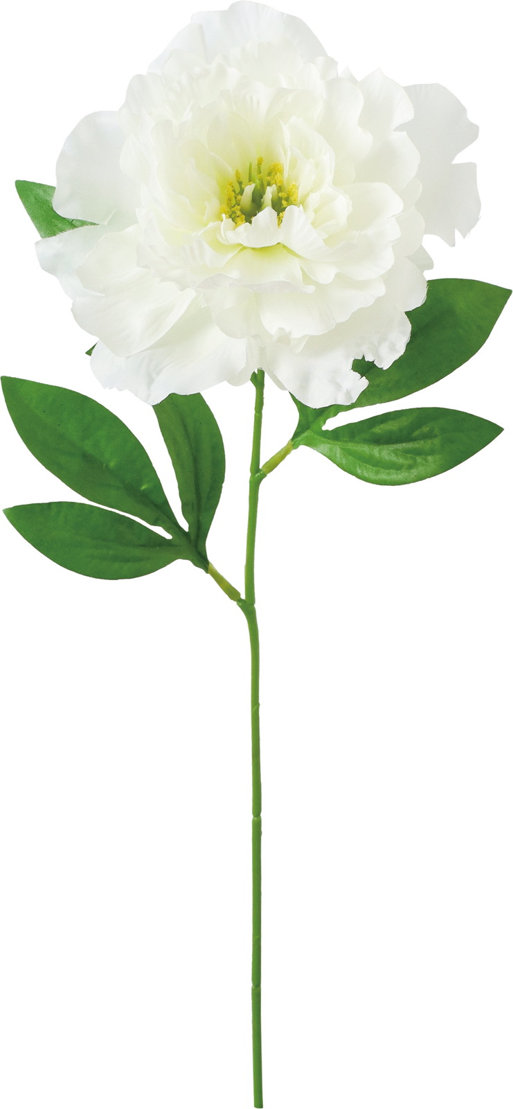 ��̫���ߵư