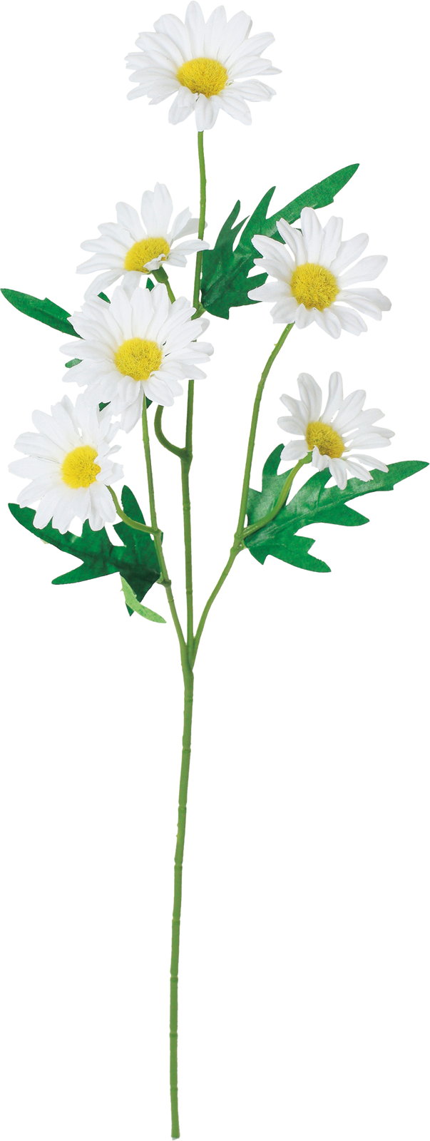 デイジースプレー