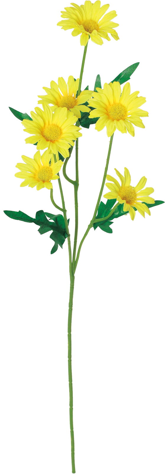 デイジースプレー