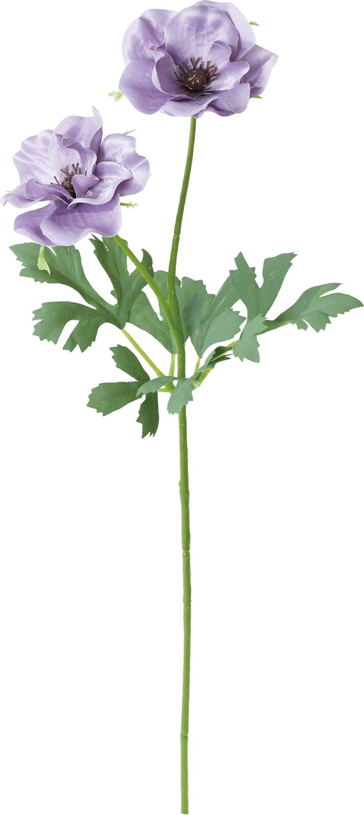 シャルマントラナンキュラススプレー