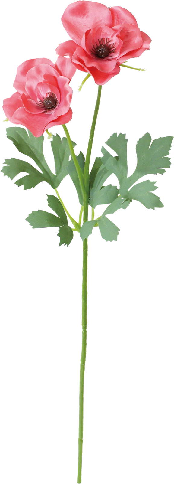 シャルマントラナンキュラススプレー