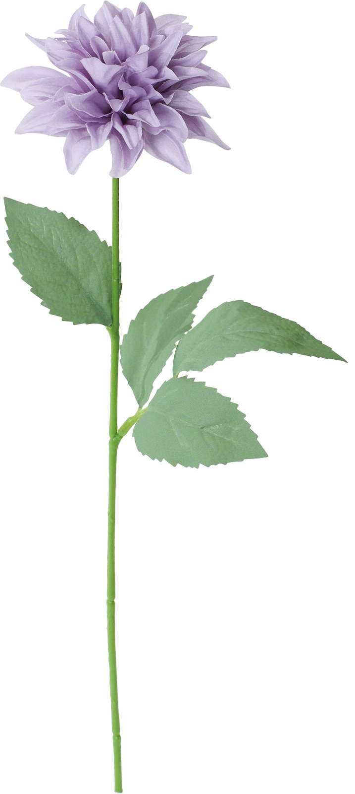 シャルマントダリア