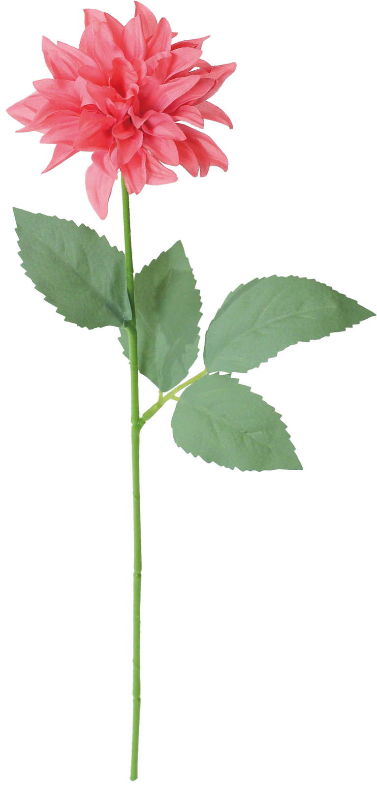 シャルマントダリア