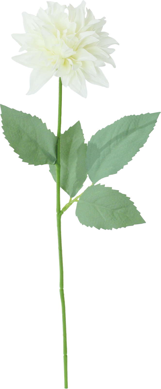 シャルマントダリア