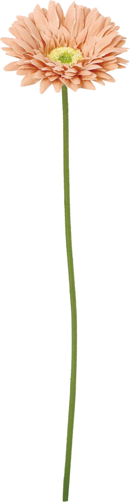 シャルマントガーベラ