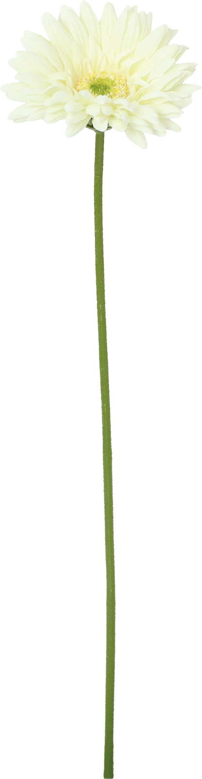 シャルマントガーベラ