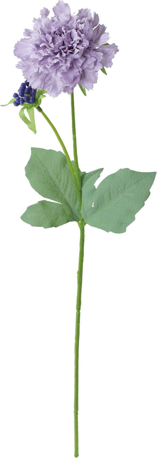 シャルマントスカビオサ