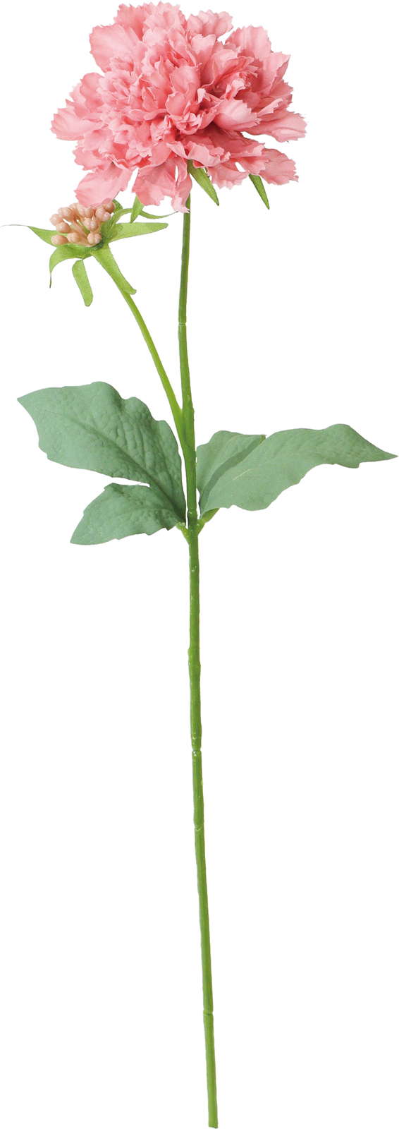 シャルマントスカビオサ