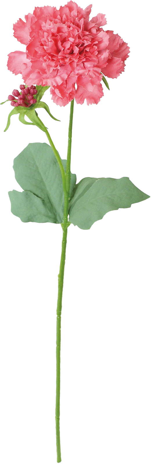 シャルマントスカビオサ