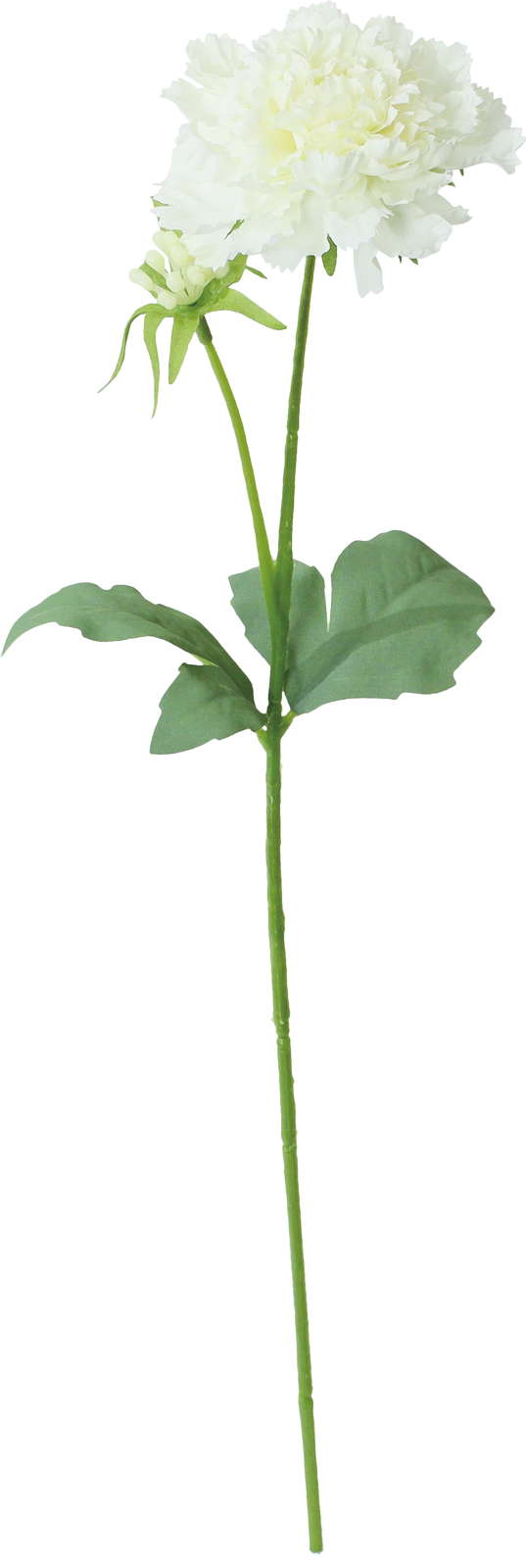 シャルマントスカビオサ