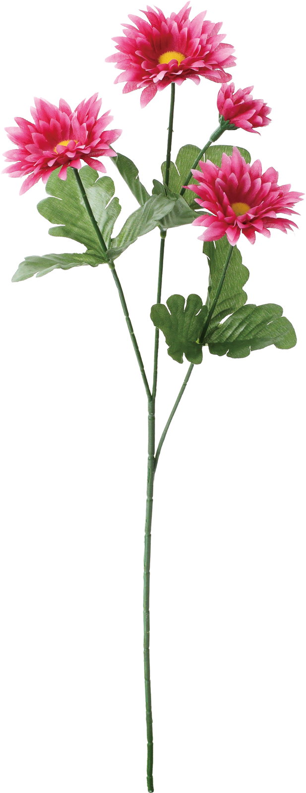 デージーマムスプレー