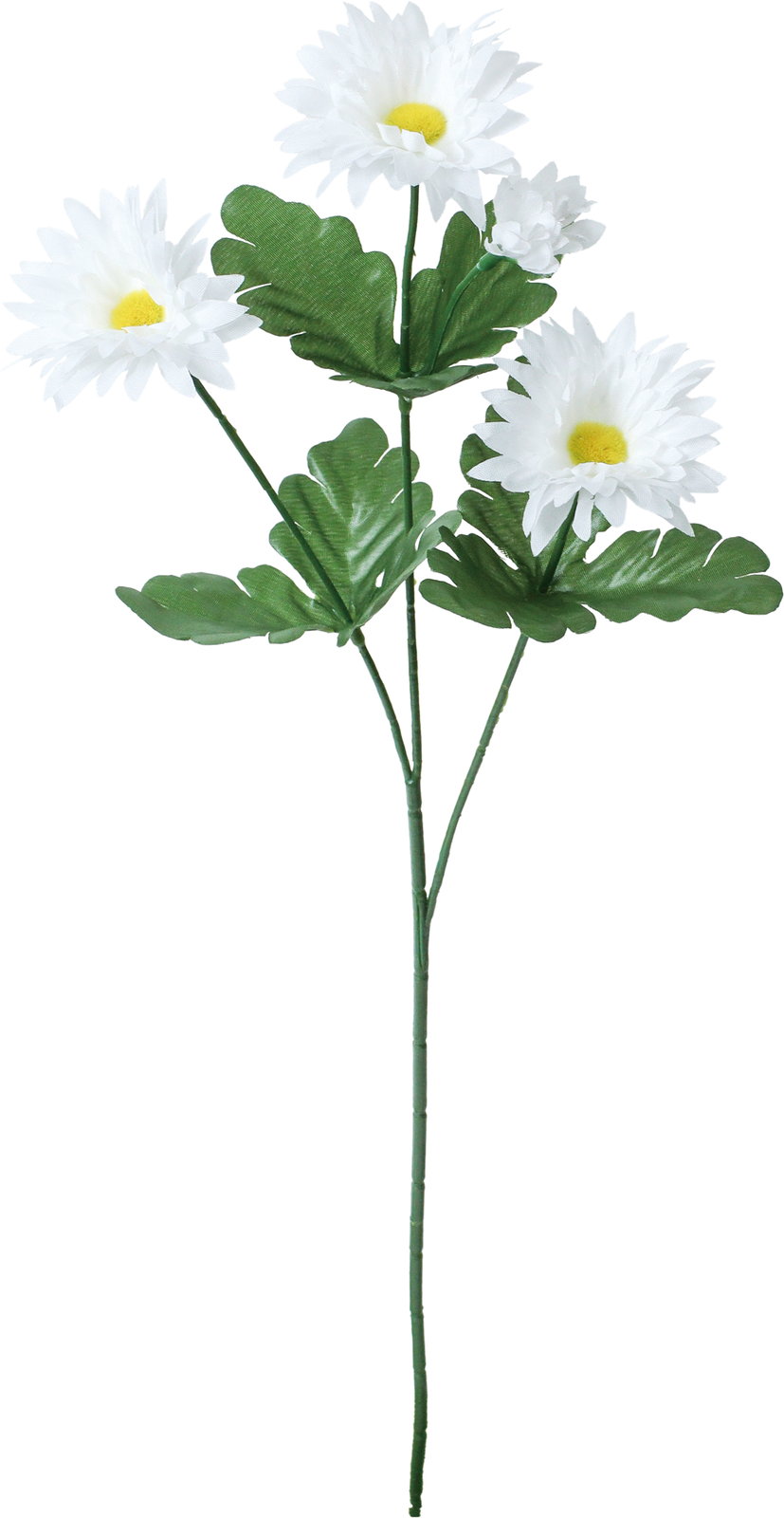 デージーマムスプレー