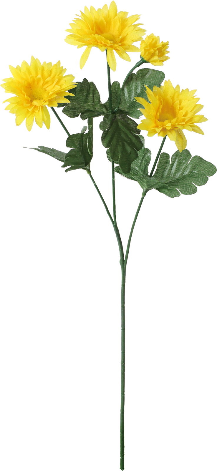 デージーマムスプレー