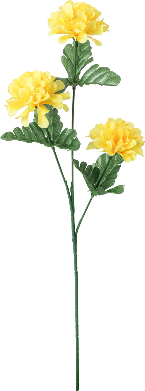 ダリアスプレー