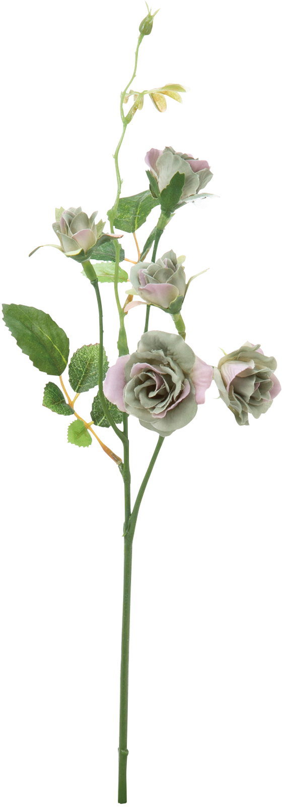 スウィートローズ