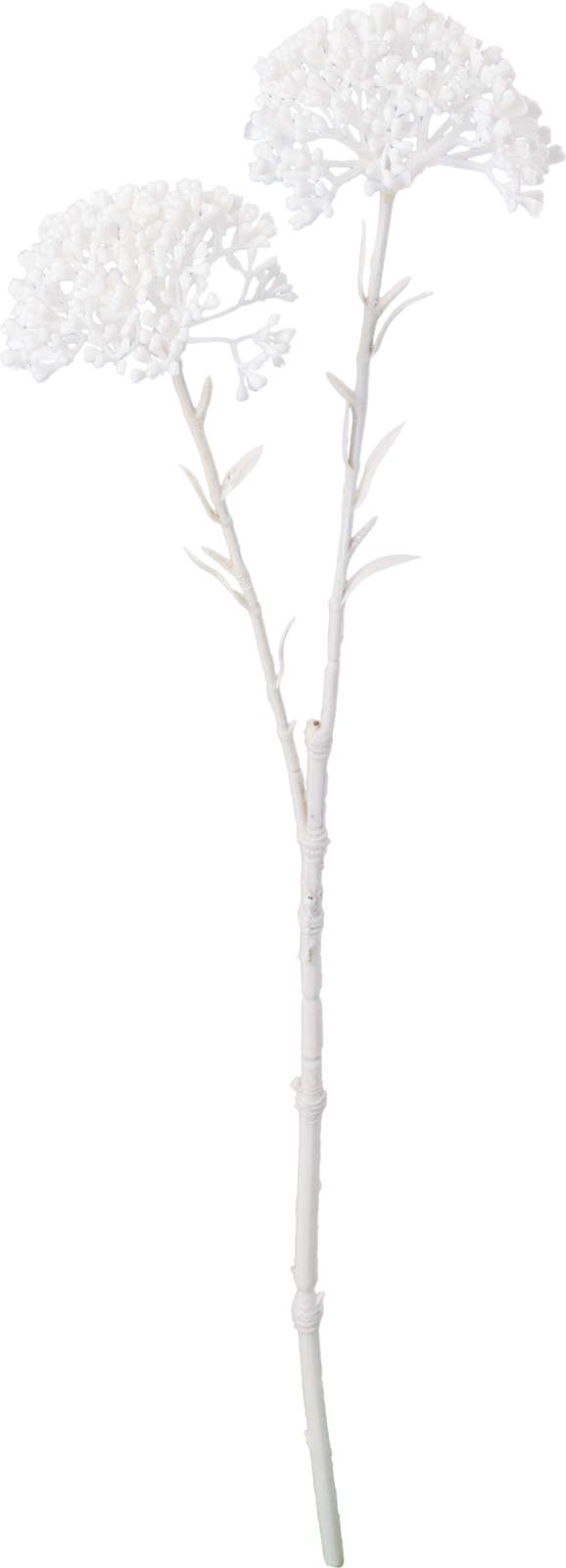 ネージュベリースプレー