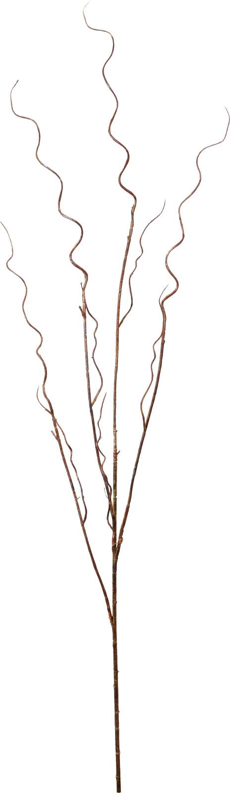 ワインディングペイントブランチ